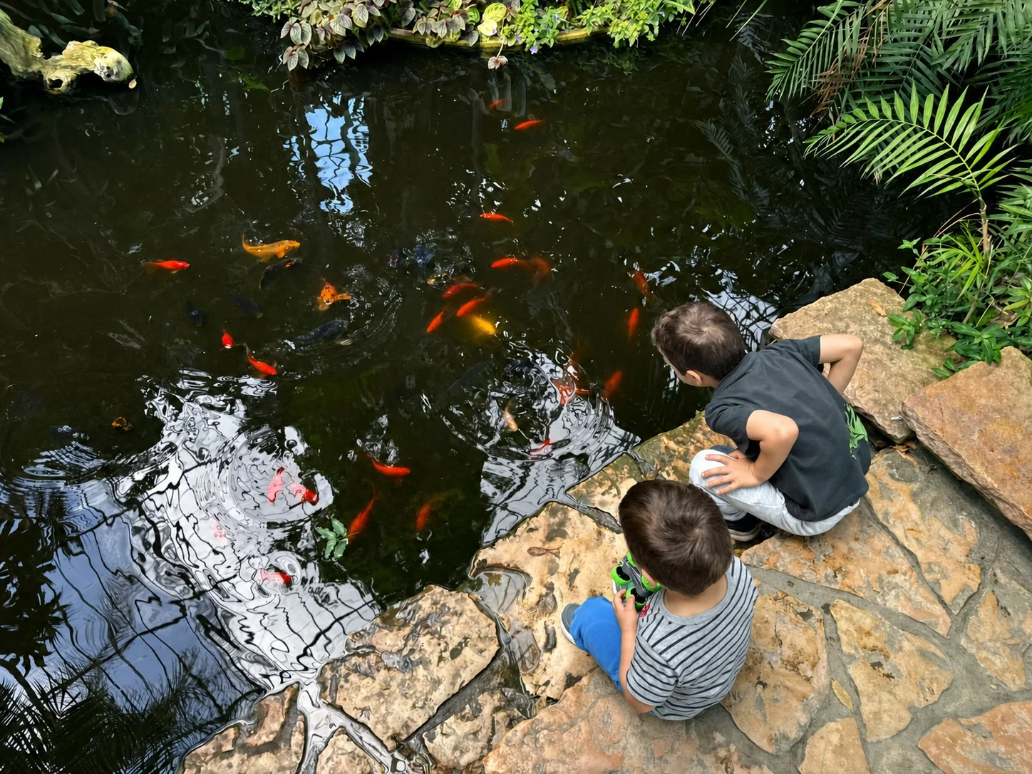 Two children watching colourful fish in a garden pond